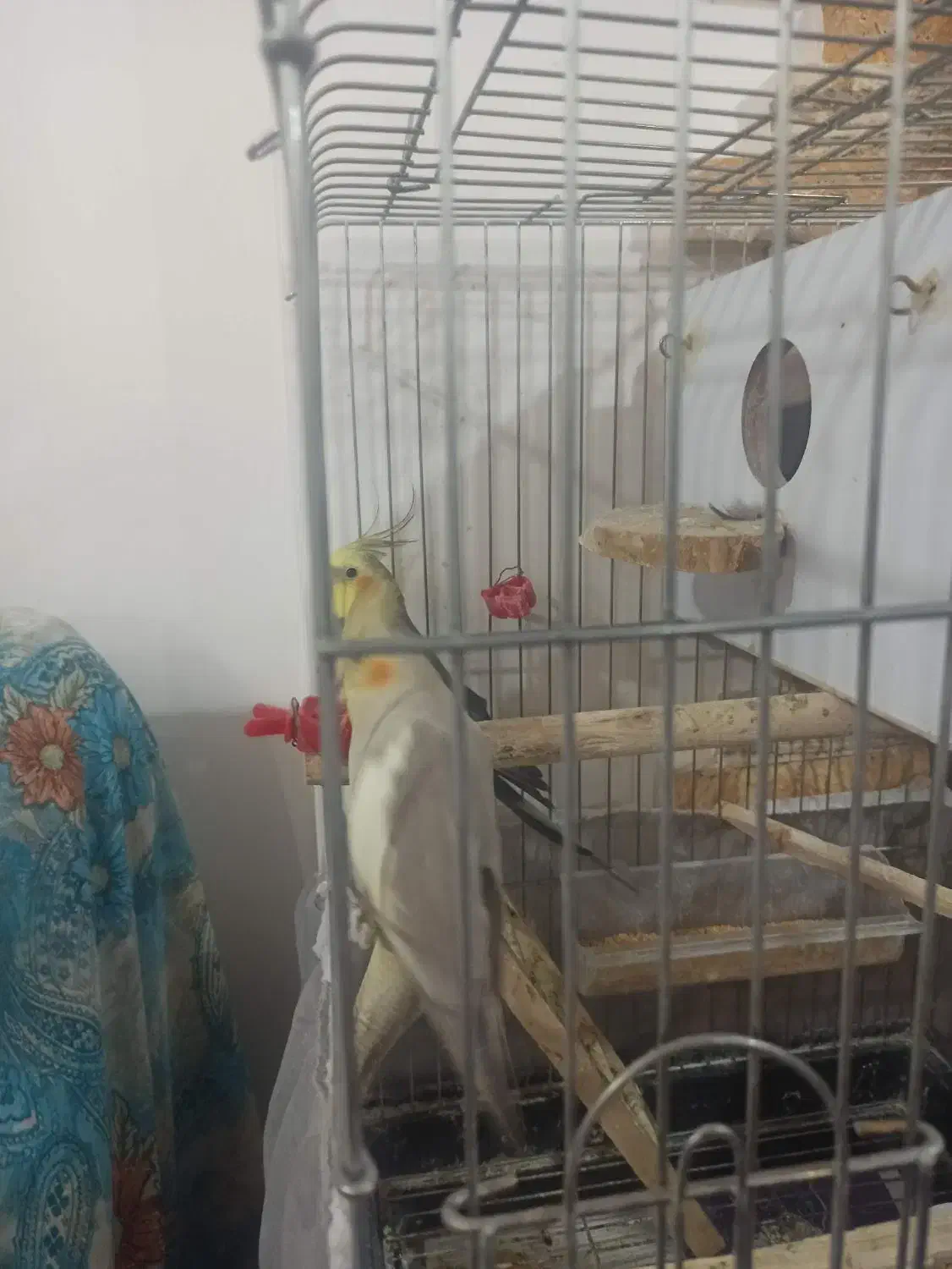 یک جفت عروس هلندی بایه جوجهچندروزه ویک عددکوتوله|پرنده|آذرشهر, |دیوار