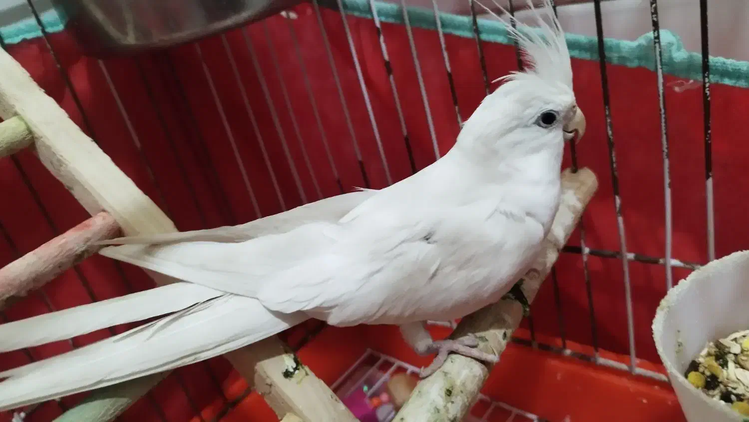 عروس هلندی|پرنده|یزد, |دیوار