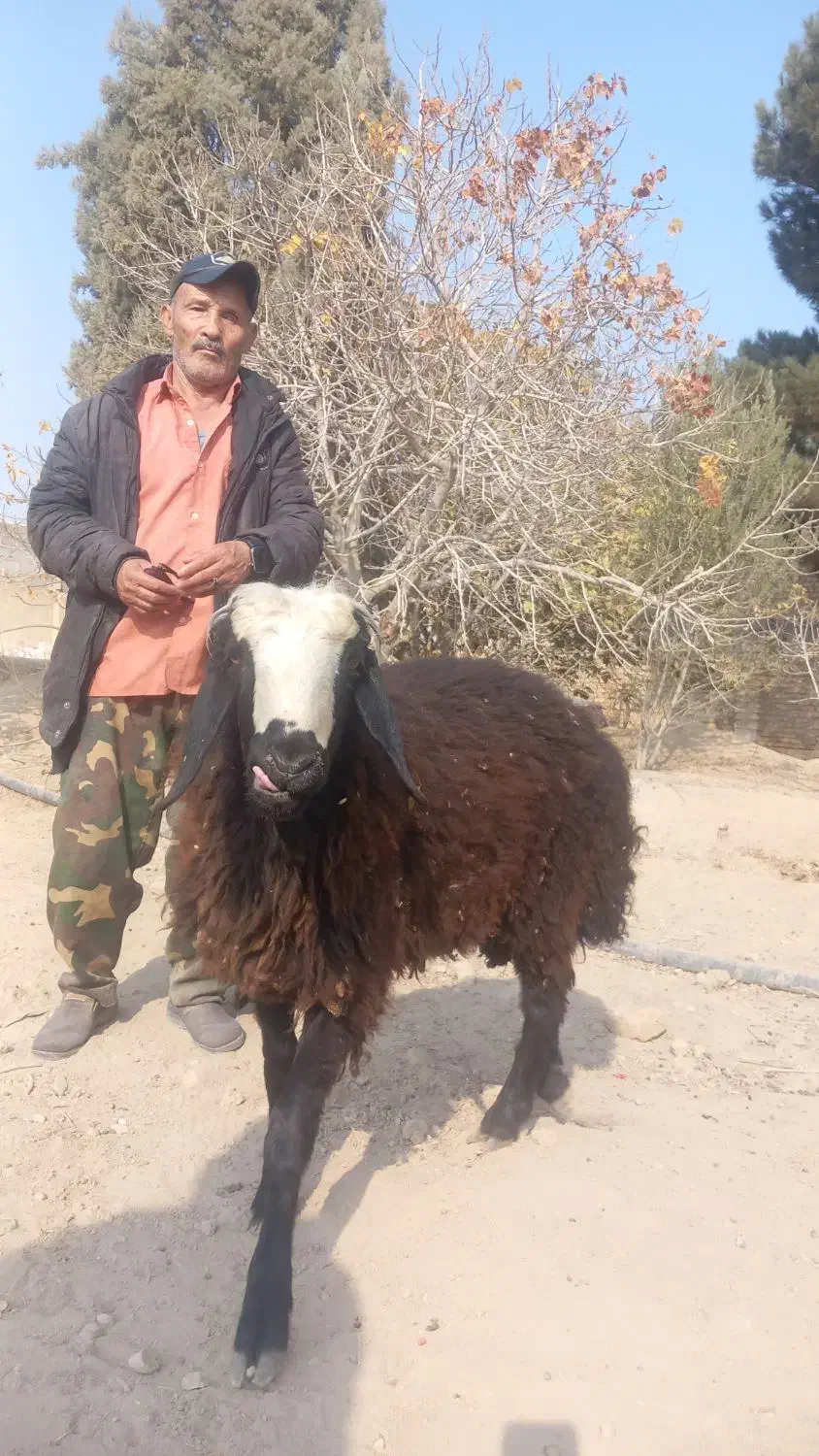 بره قوچ جوان|حیوانات مزرعه|جوادآباد, |دیوار