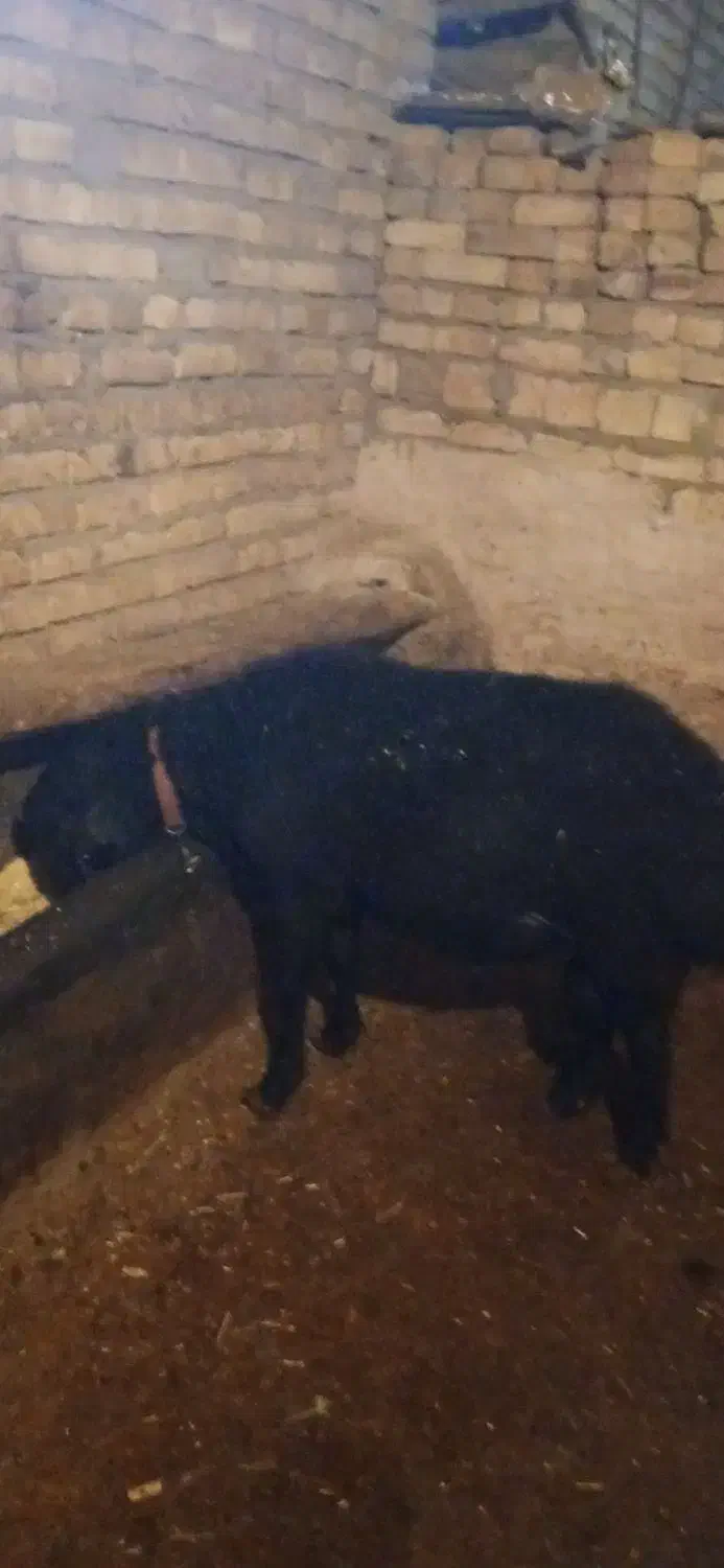 قوچ قره قول اصل|حیوانات مزرعه|حلب, |دیوار