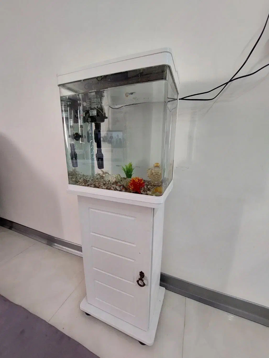 آکواریوم شرکتی|ماهی|گلبهار, شهر جدید گلبهار|دیوار