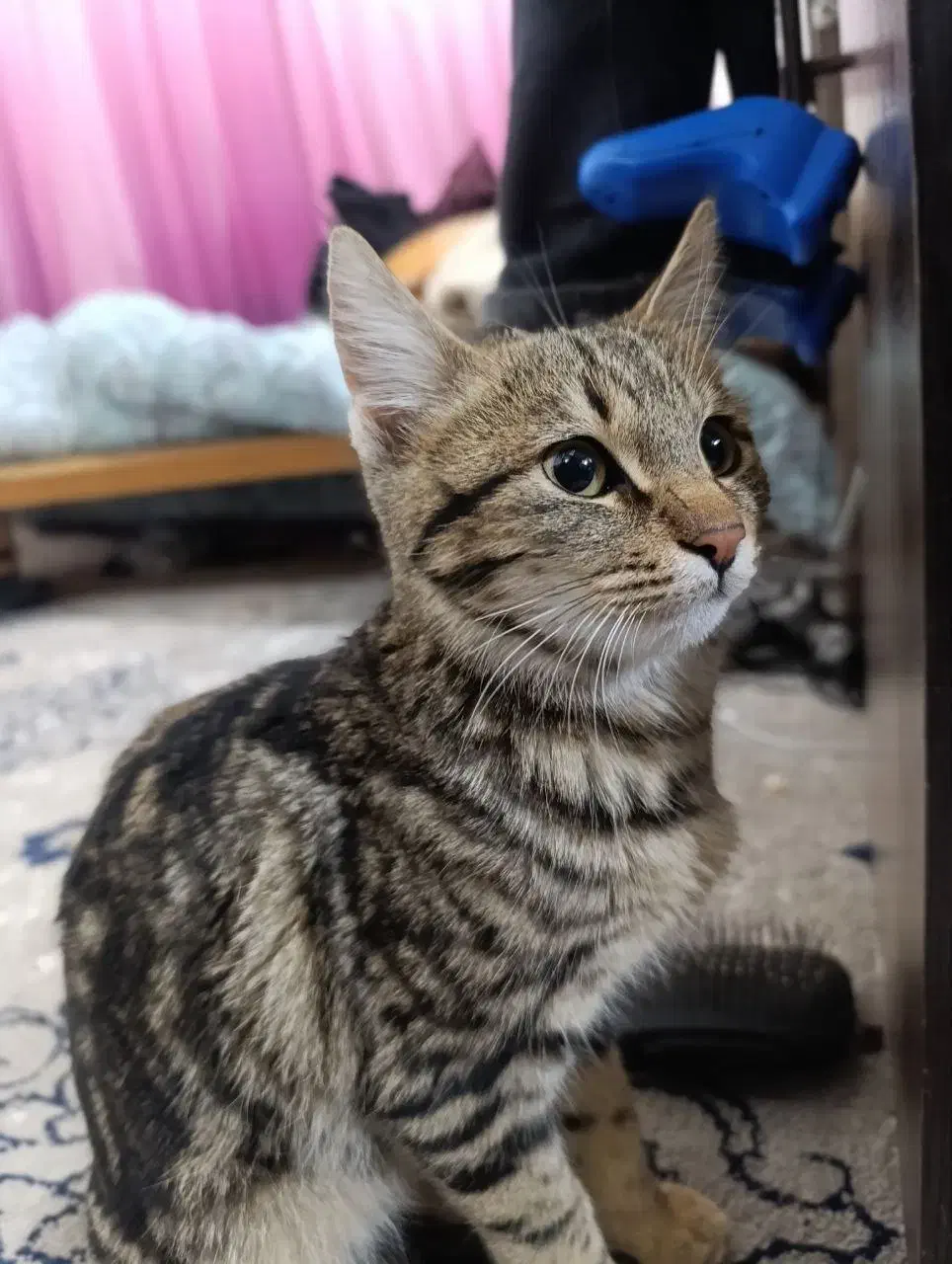 واگذاری گربه|گربه|نیشابور, شهرآرا|دیوار