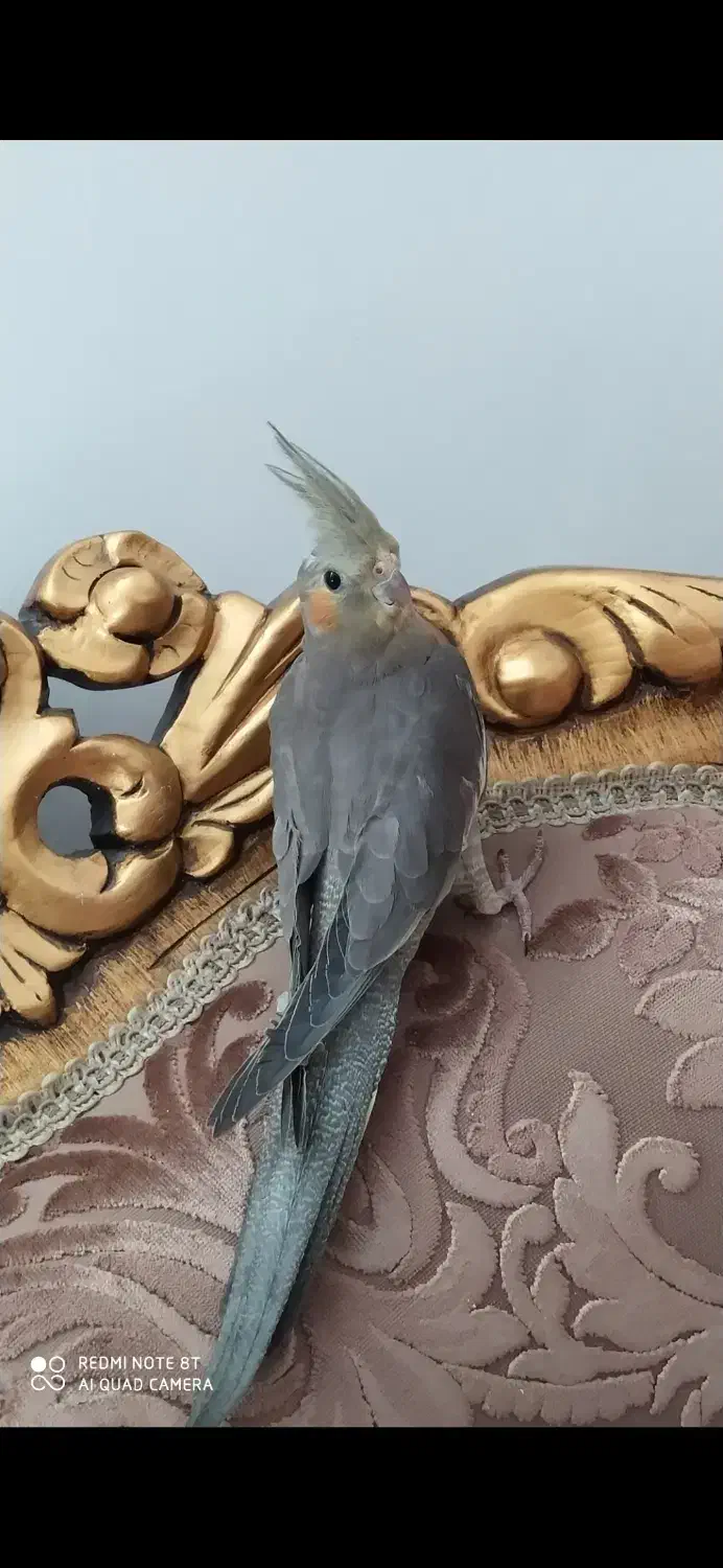 عروس هلندی ماده دستی بالغ پونصدمعاوضهوسایل خونه|پرنده|تربت‌حیدریه, پائین ولایت|دیوار