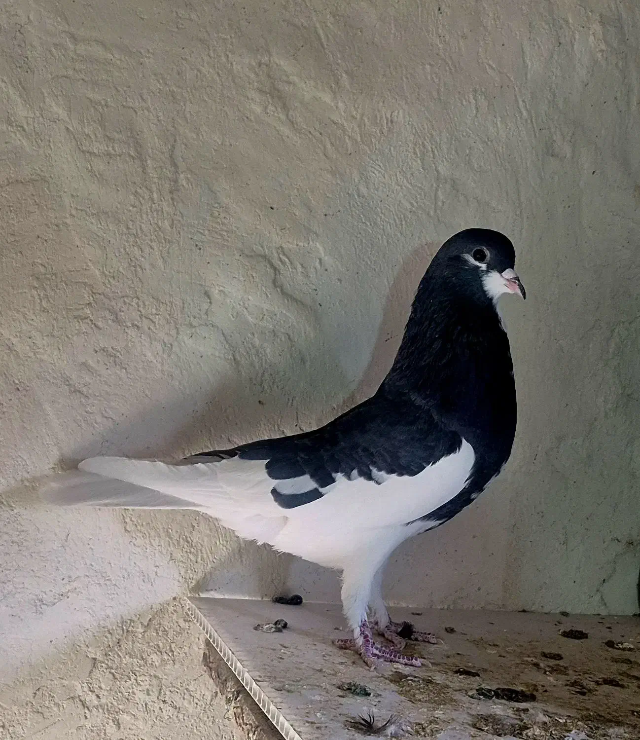 یالچپ خوشرنگ|پرنده|فولادشهر, فولادشهر|دیوار