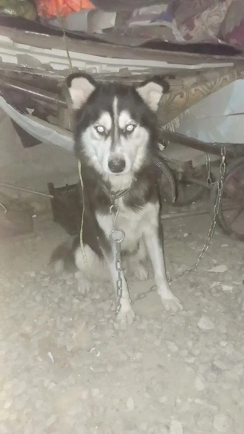 سگ هاسکی حرف گوش کن بسیار باهاش|سگ|گرگان, |دیوار