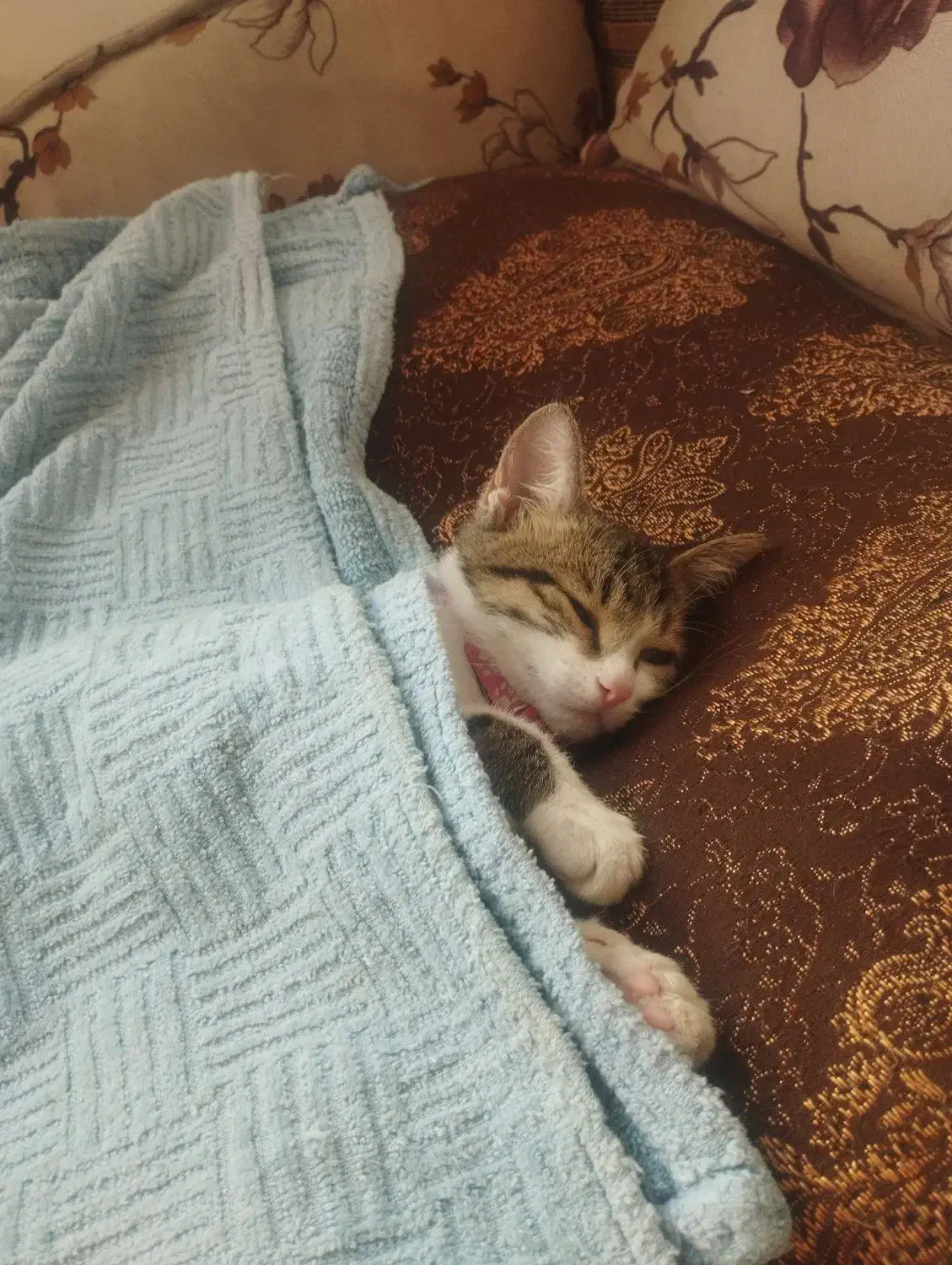 گربه|گربه|کرمان, |دیوار