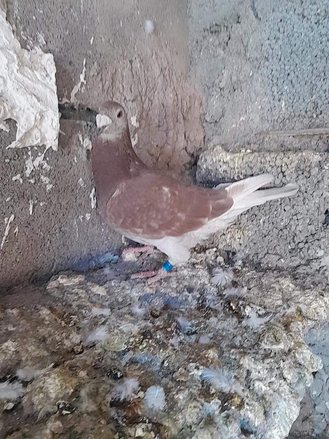 ماده المانی|پرنده|ملک‌آباد, |دیوار