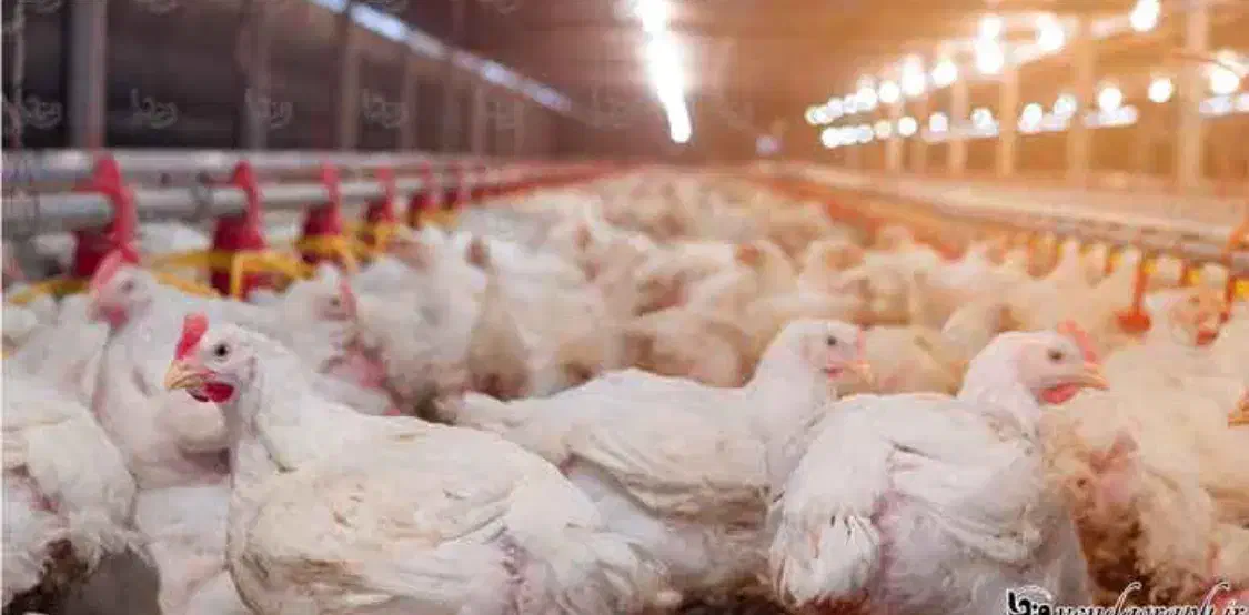 نیروی کار مرغداری صنعتی|استخدام صنعتی، فنی، مهندسی|سبزوار, خسروجرد|دیوار