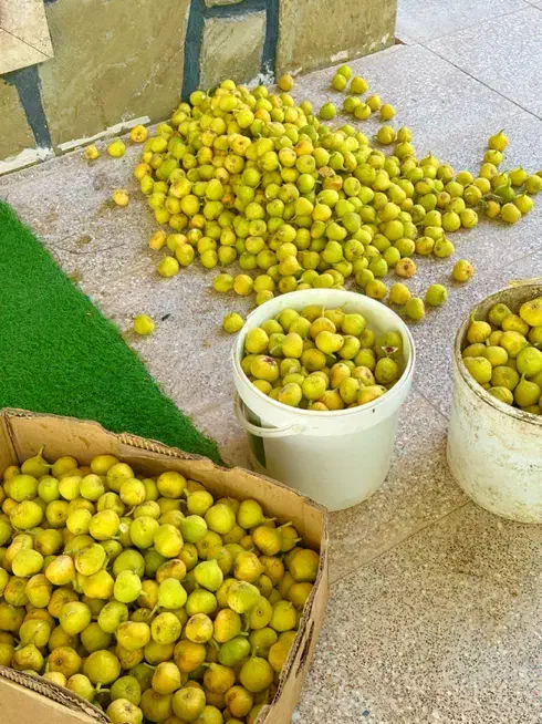 باغ برای ساخت ، نقد و اقساط|فروش زمین و ملک کلنگی|قم, سالاریه|دیوار
