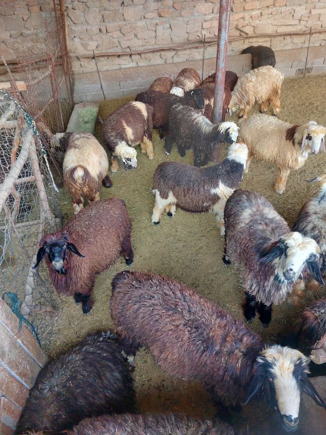 بره|حیوانات مزرعه|دهدشت, |دیوار