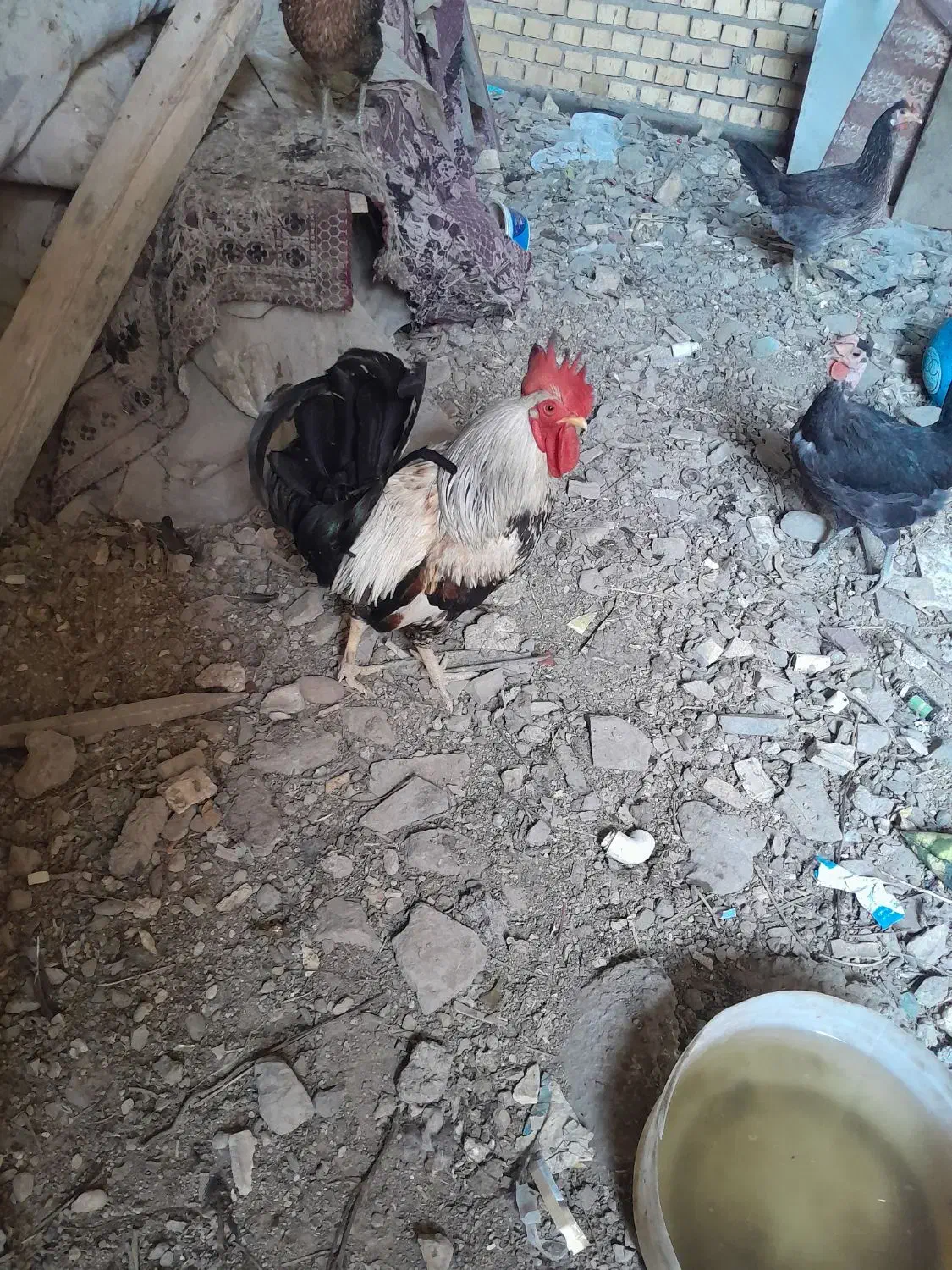 خروس عربی|پرنده|شادگان, |دیوار