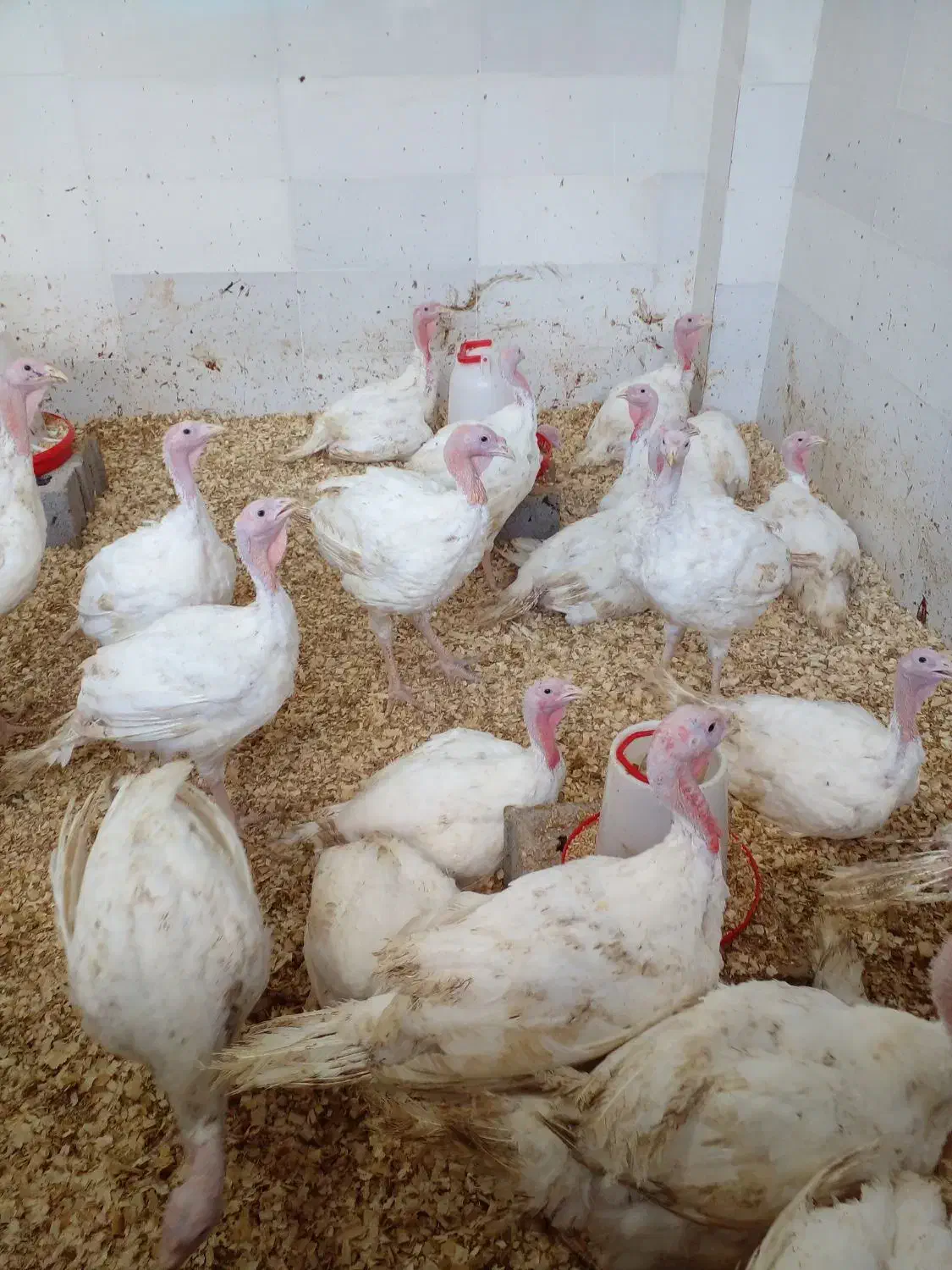 فروش بوقلمون زنده|حیوانات مزرعه|رشت, شهرک صنعتی|دیوار