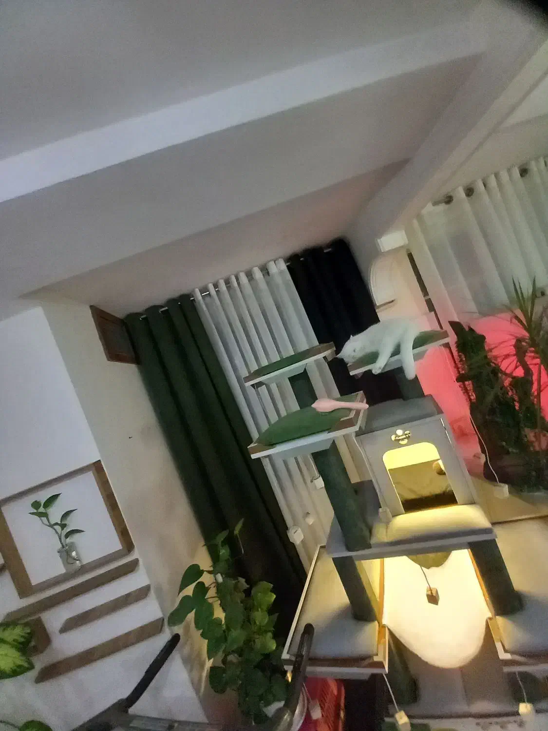 واگذاری گربه اسکاتیش با بریتیش پرشین|گربه|تهران, جردن|دیوار