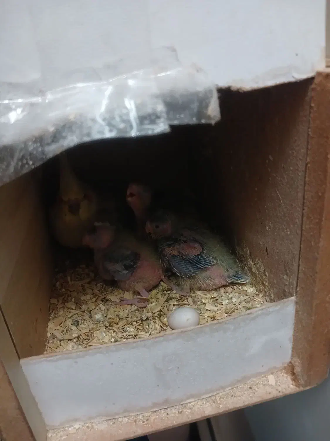 یک جفت عروس هلندی تخم گدار به همراه یک جوجه|پرنده|قرچک, زیبا شهر|دیوار