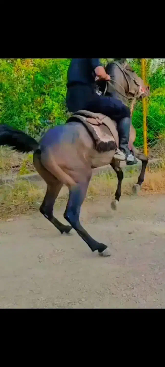 اسب کرد|اسب و تجهیزات اسبسواری|ابهر, |دیوار