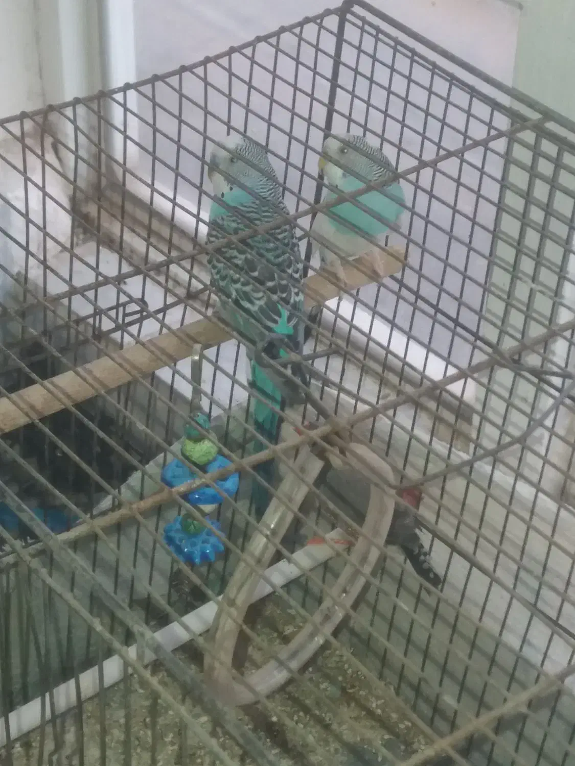 مرغ عشق یک جفت با یک دونه فنچ|پرنده|اسفراین, |دیوار