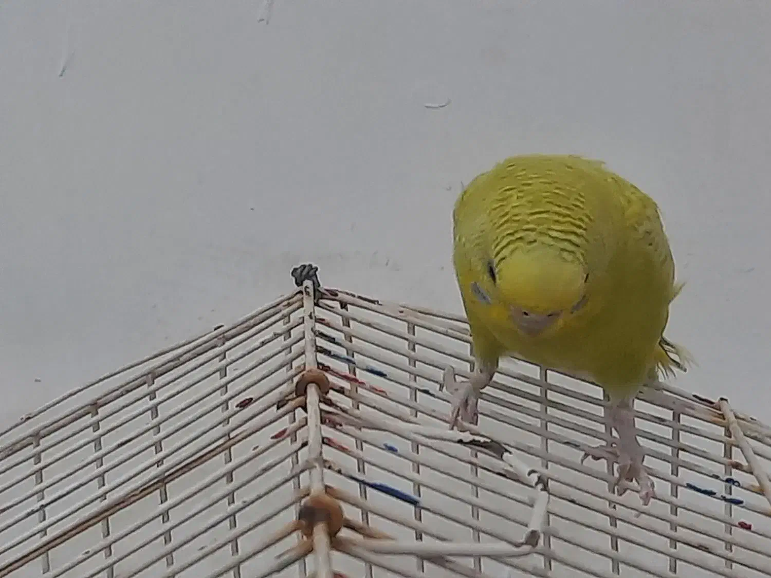 مرغ عشق ماده|پرنده|نهاوند, |دیوار