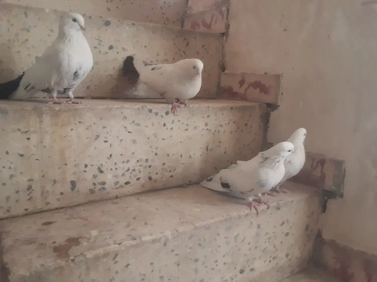 کبوتر|پرنده|بیجار, |دیوار
