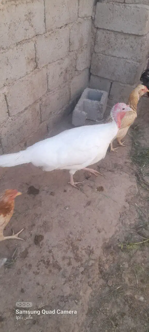 بوقلمون ماده|حیوانات مزرعه|خمک, |دیوار