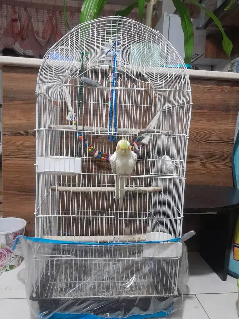 عروس هلندی نر|پرنده|کرج, حیدرآباد|دیوار