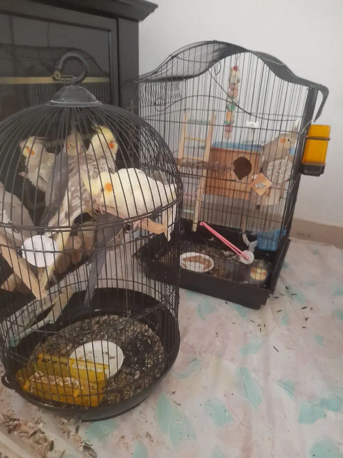 عروس هلندی|پرنده|لاهیجان, انقلاب|دیوار