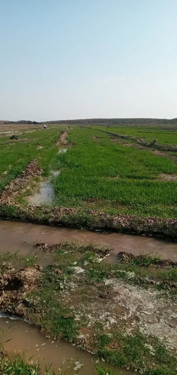 فروش زمین کشاورزی|فروش دفتر صنعتی، کشاورزی، تجاری|پلدشت, |دیوار