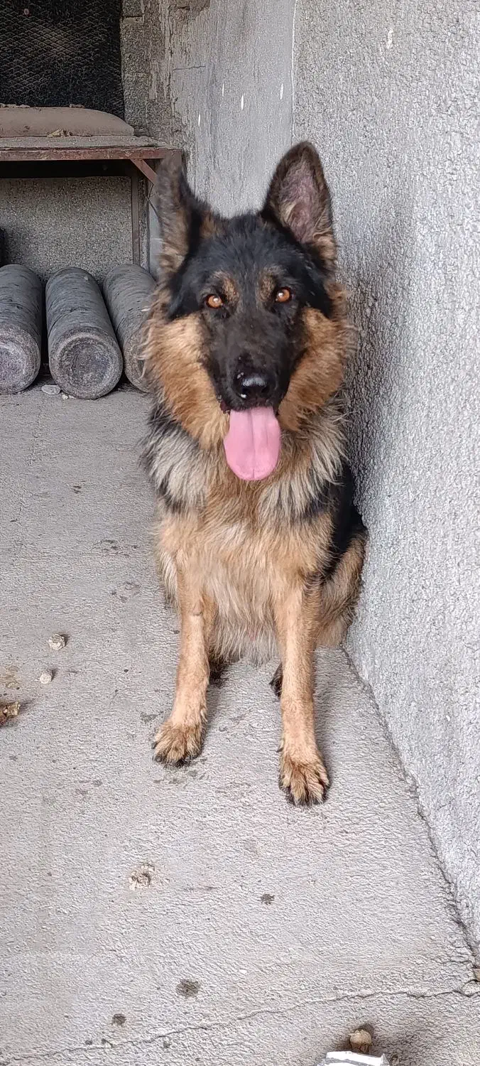 ژرمن شپهرد|سگ|احمدآبادمستوفی, |دیوار