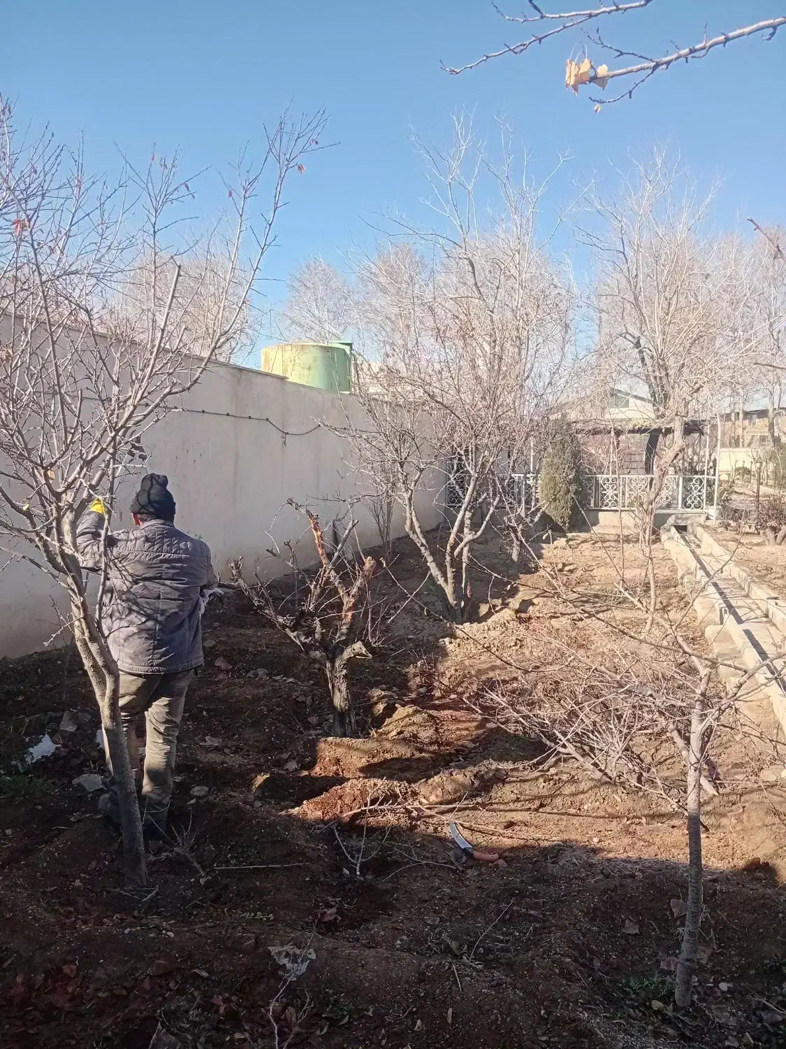 هرس کاری|خدمات باغبانی و درختکاری|محمدشهر, محمدشهر|دیوار