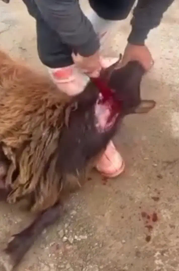 قصاب ماهر گوسفند در محل|خدمات پذیرایی، مراسم|همدان, |دیوار