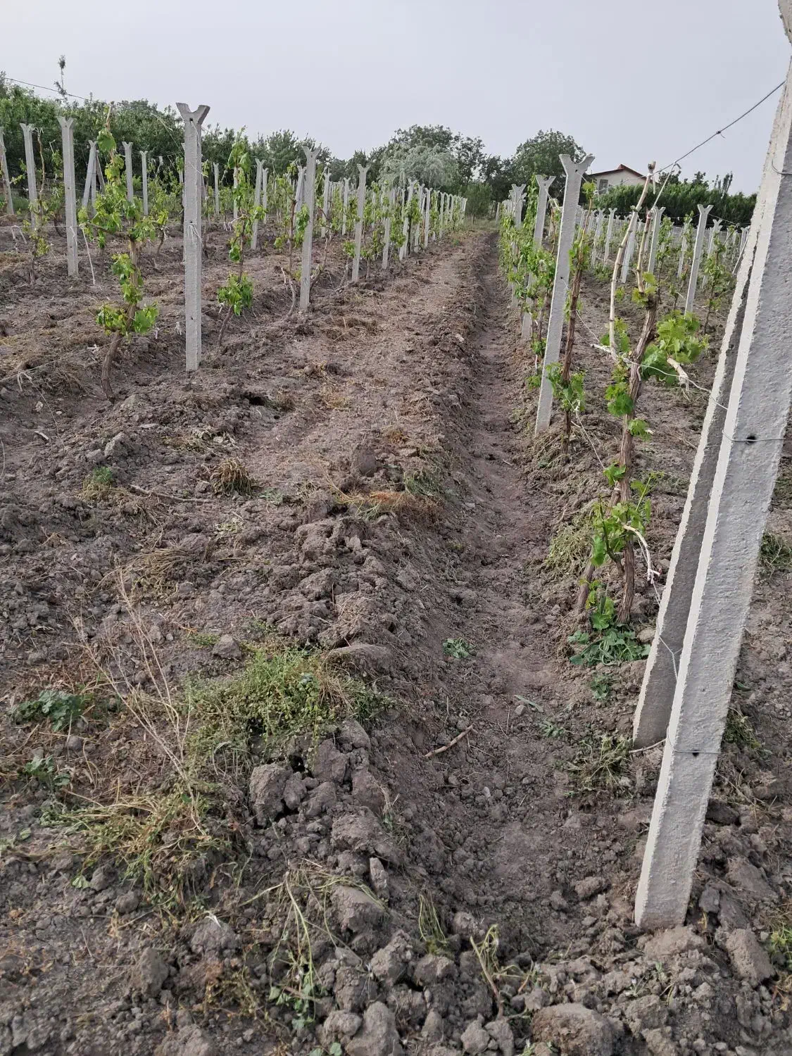 کارگر بیل زنی باغ و باغبانی|خدمات باغبانی و درختکاری|ارومیه, |دیوار