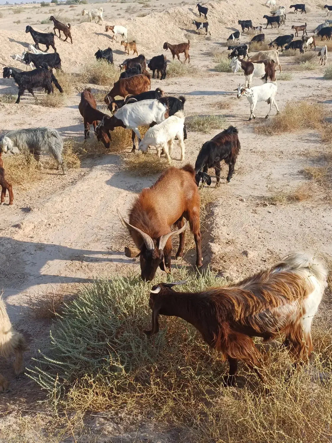 پازن|حیوانات مزرعه|بندر گناوه, |دیوار