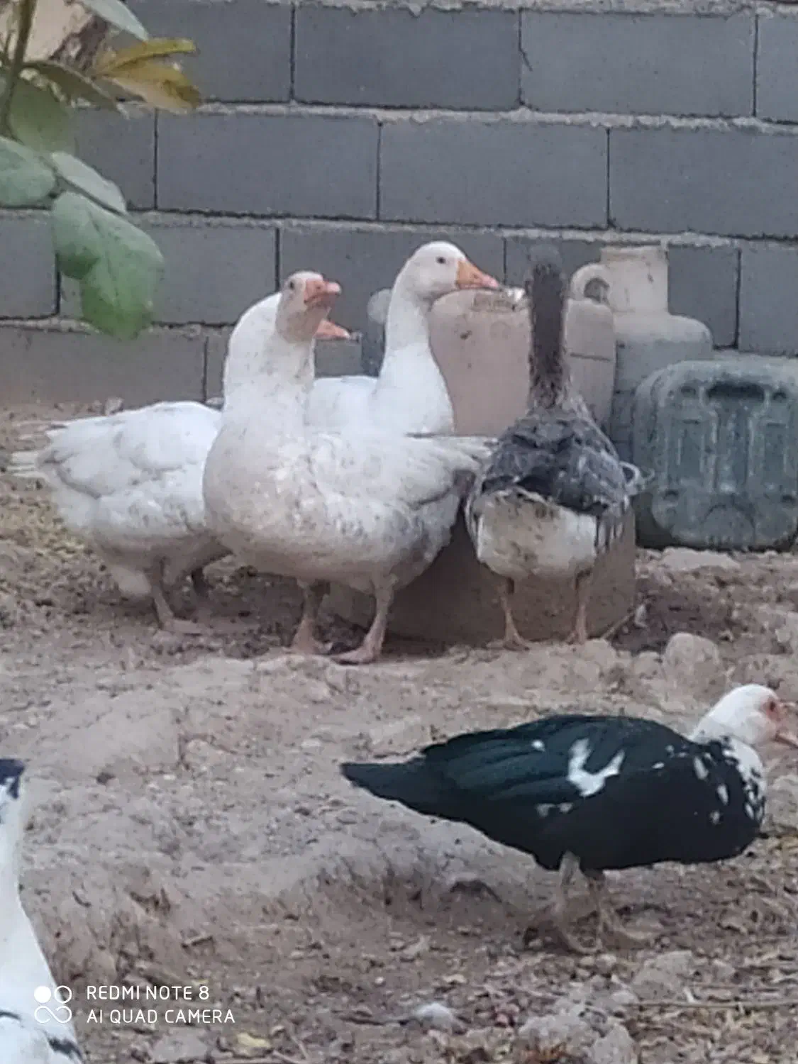 غاز و قوغاز|حیوانات مزرعه|پیشوا, |دیوار