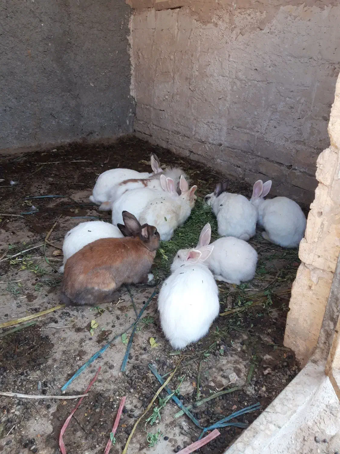 خرگوش سالمو تمیز|موش و خرگوش|ورامین, شهرک مدرس|دیوار