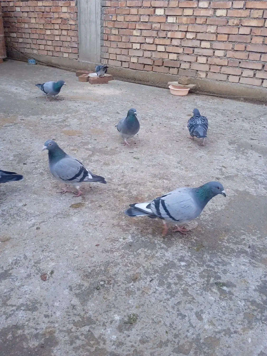 کبوتر مسافتی|پرنده|باروق, |دیوار