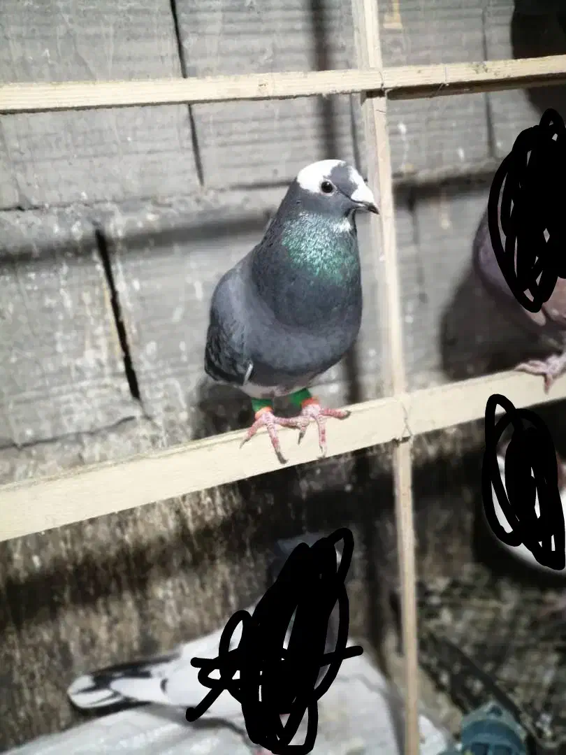 کفتر|پرنده|مشهد, فارغ التحصیلان|دیوار