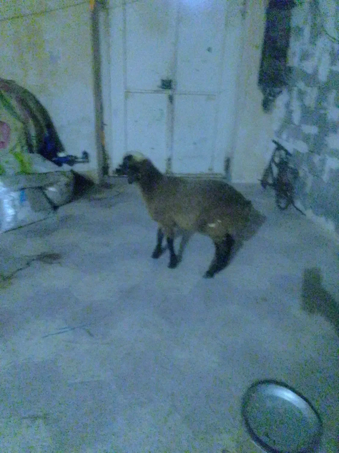 بره|حیوانات مزرعه|برازجان, |دیوار