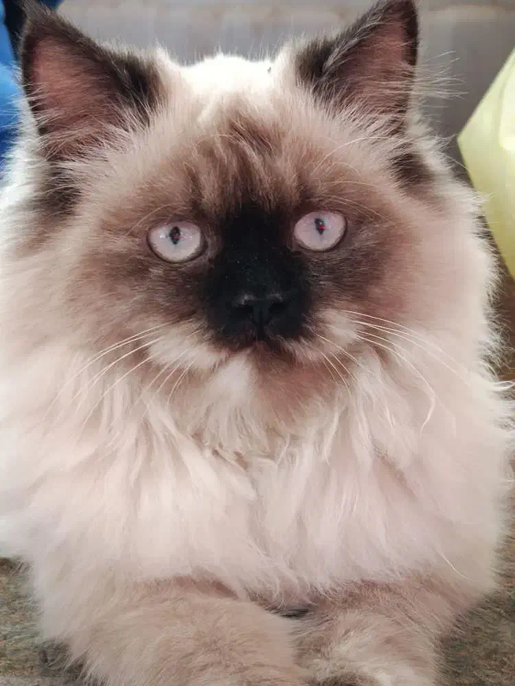 گربه|گربه|نیشابور, شهرک رضوی|دیوار