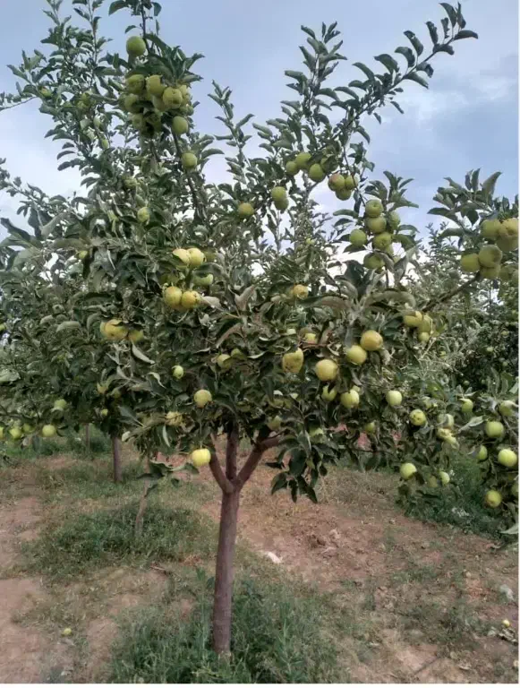 فروش نهال سیب ۲ ساله|حراج|مراغه, |دیوار