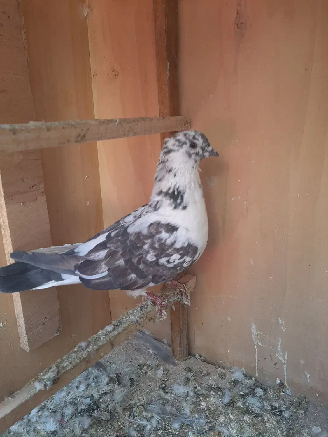 کبوتر|پرنده|رودهن, |دیوار