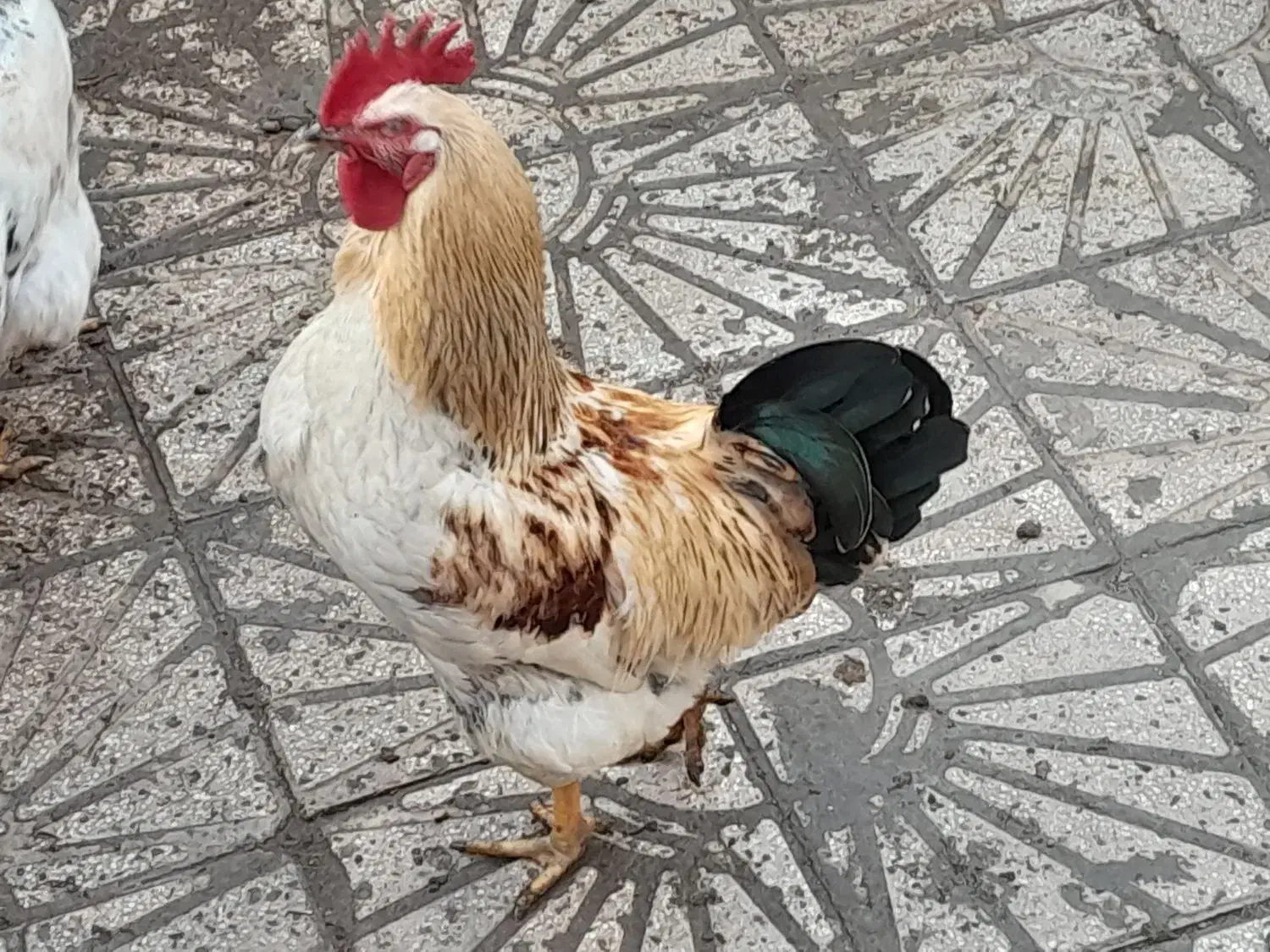 خروس محلی|حیوانات مزرعه|خسروشاه, |دیوار