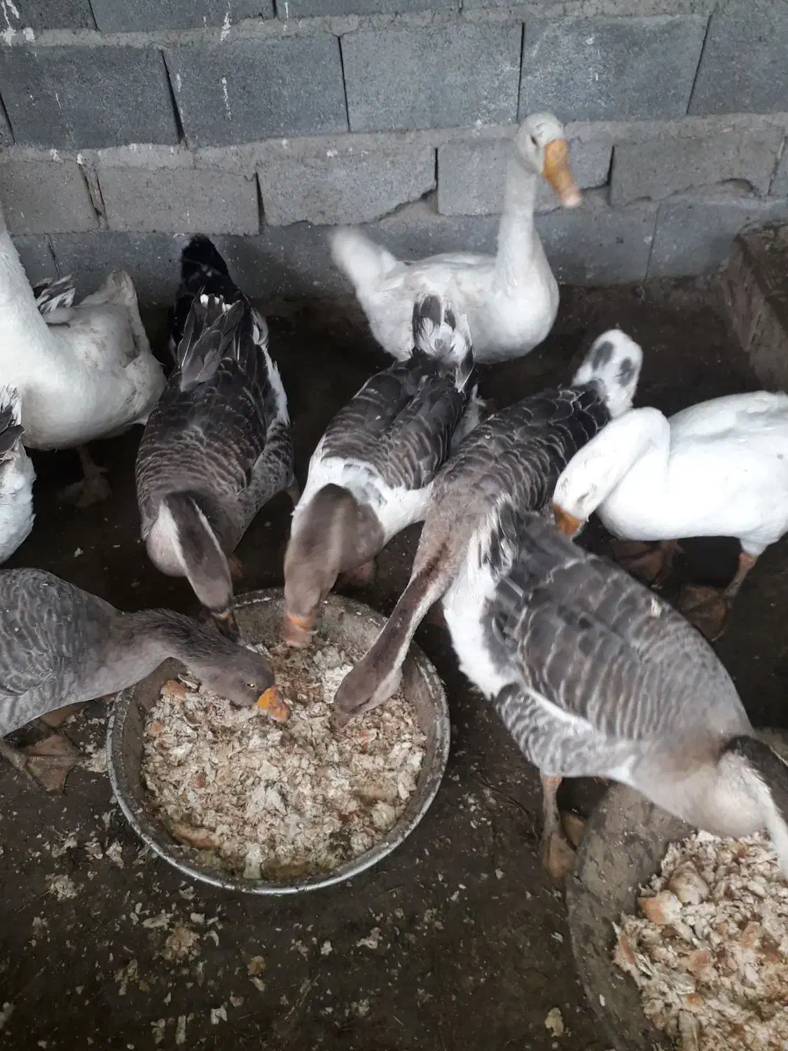 غاژ بزرگ|حیوانات مزرعه|قائم‌شهر, |دیوار