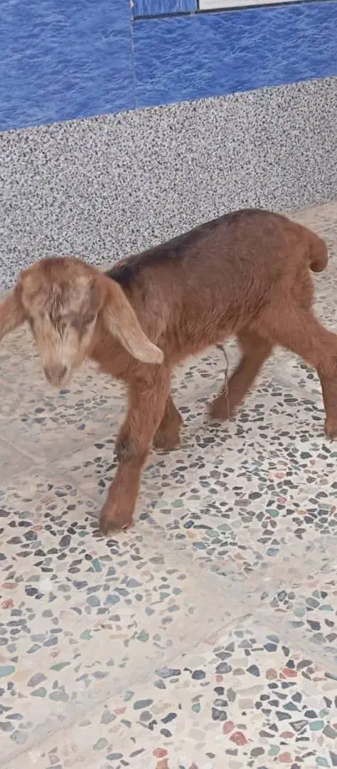 کهره شیری|حیوانات مزرعه|مرودشت, محمد آباد|دیوار