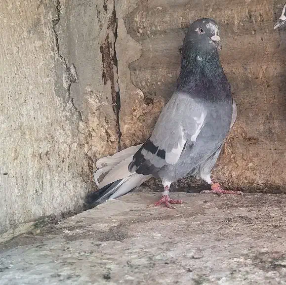 کفتر ۵ تا پرشی نشوندار|پرنده|ری, ولی آباد|دیوار