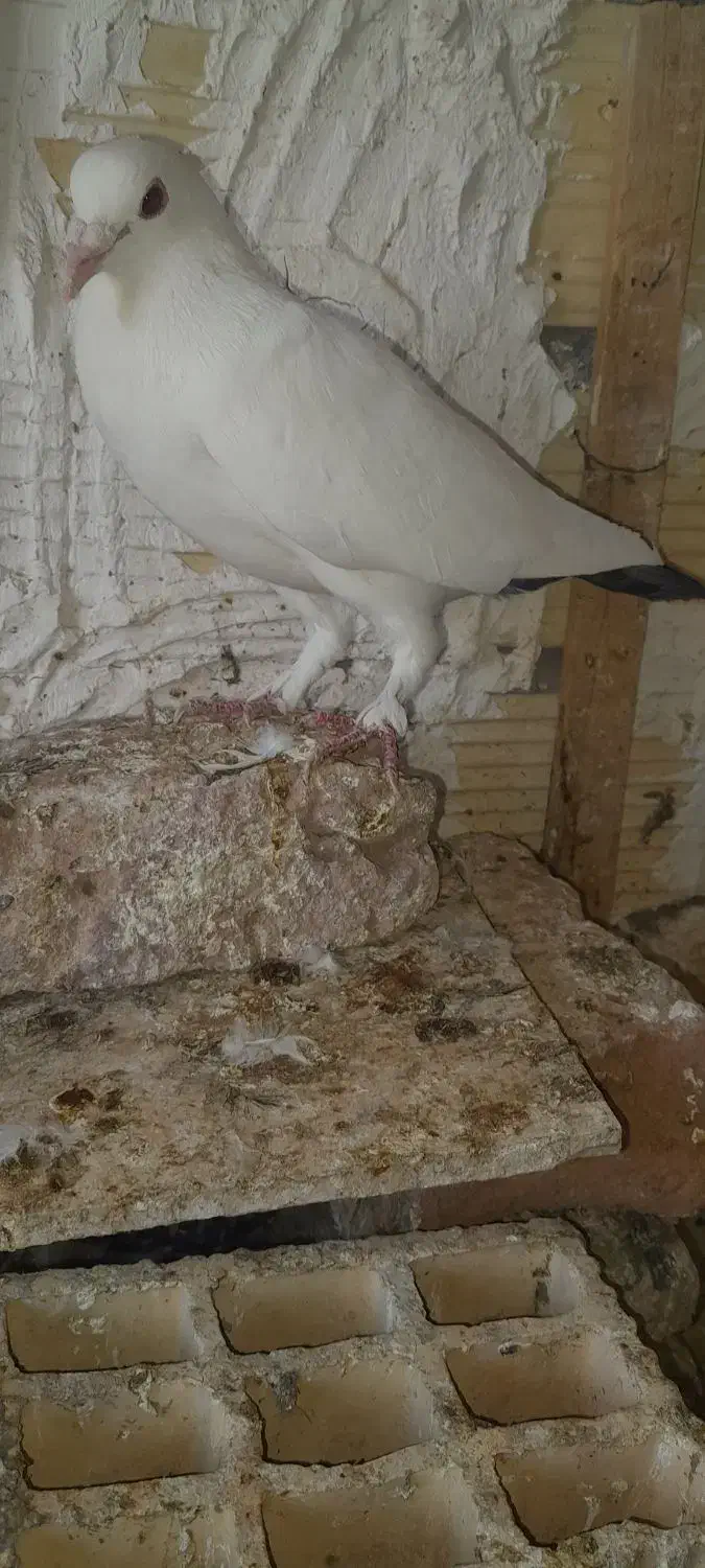 کبوتر|پرنده|ریگان, |دیوار