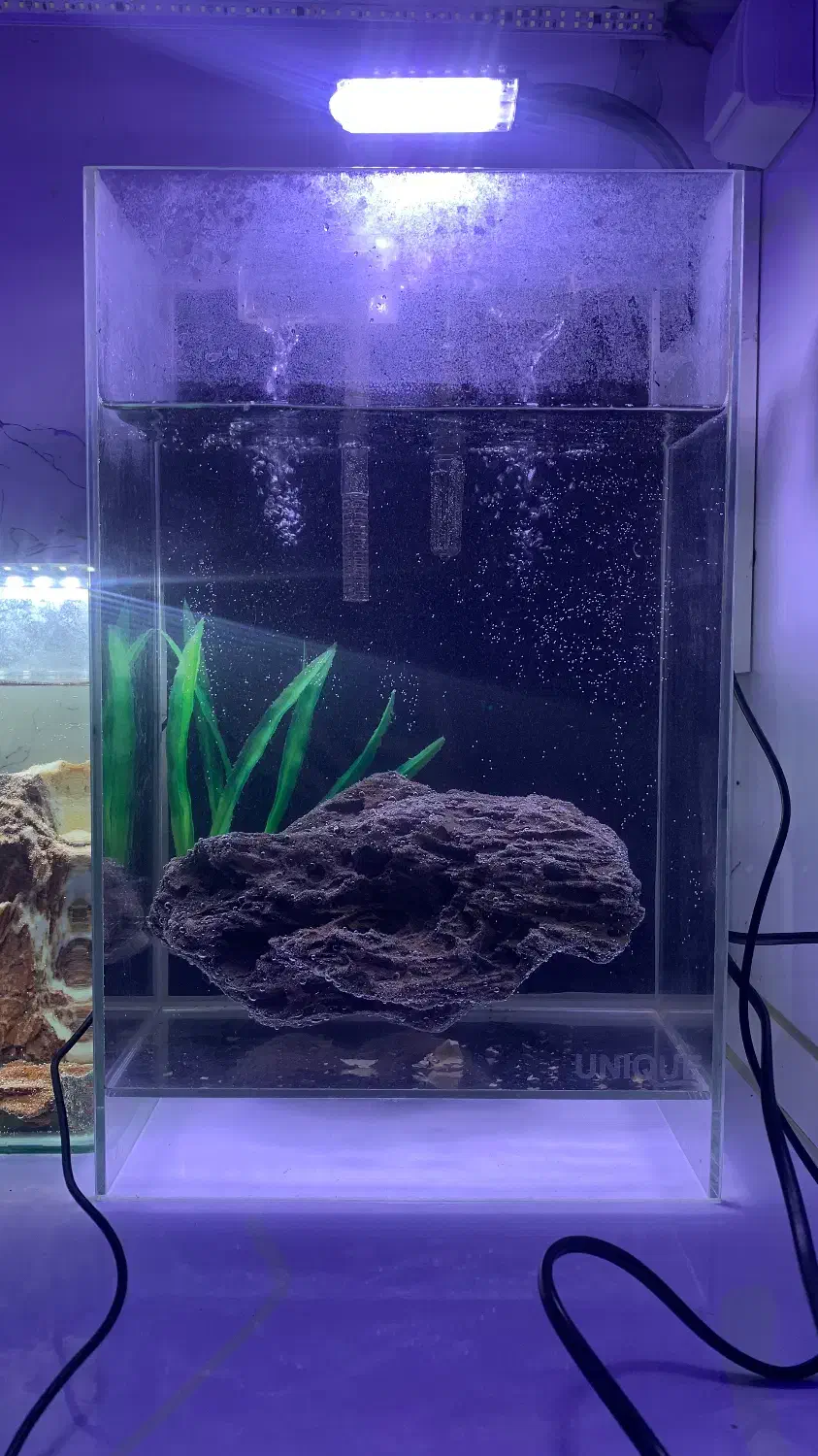 آکواریوم با تمامی تجهیزات|ماهی|لنگرود, |دیوار