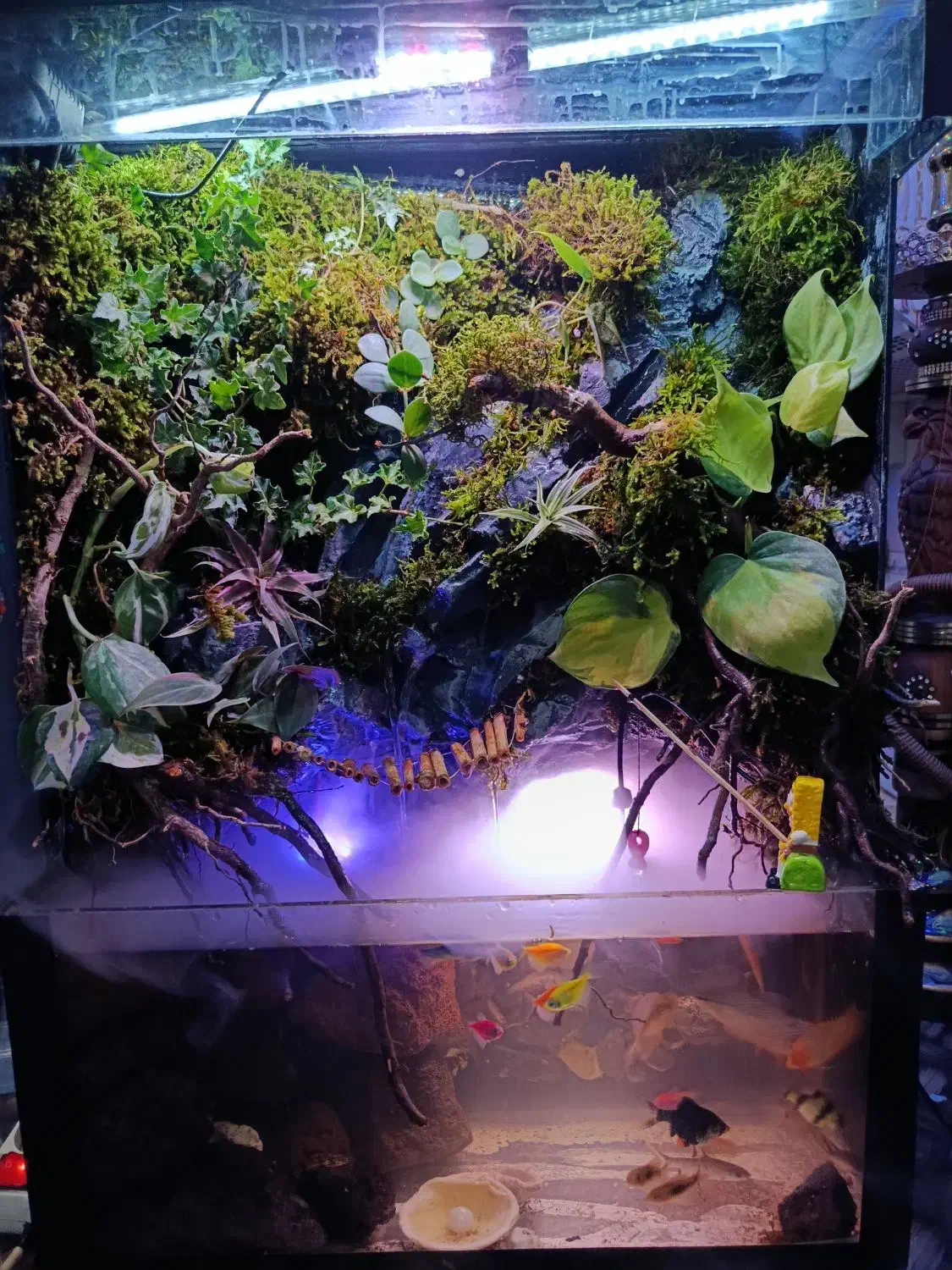 پالاداریوم شیک و زیبا همراه با گیاهان طبیعی|ماهی|زاهدان, |دیوار