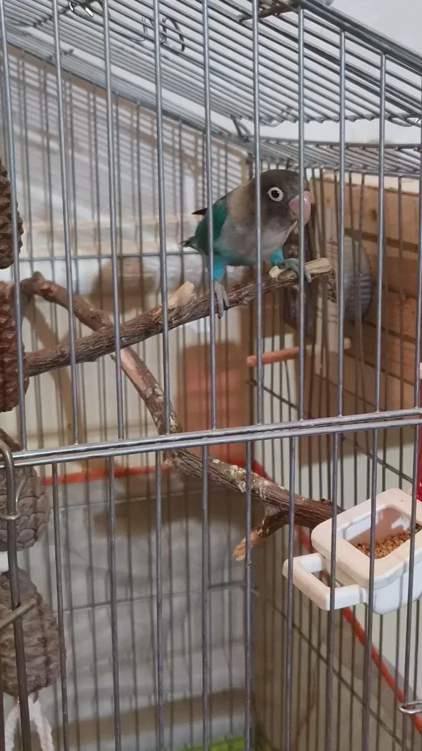 طوطی کوتوله|پرنده|زابل, |دیوار