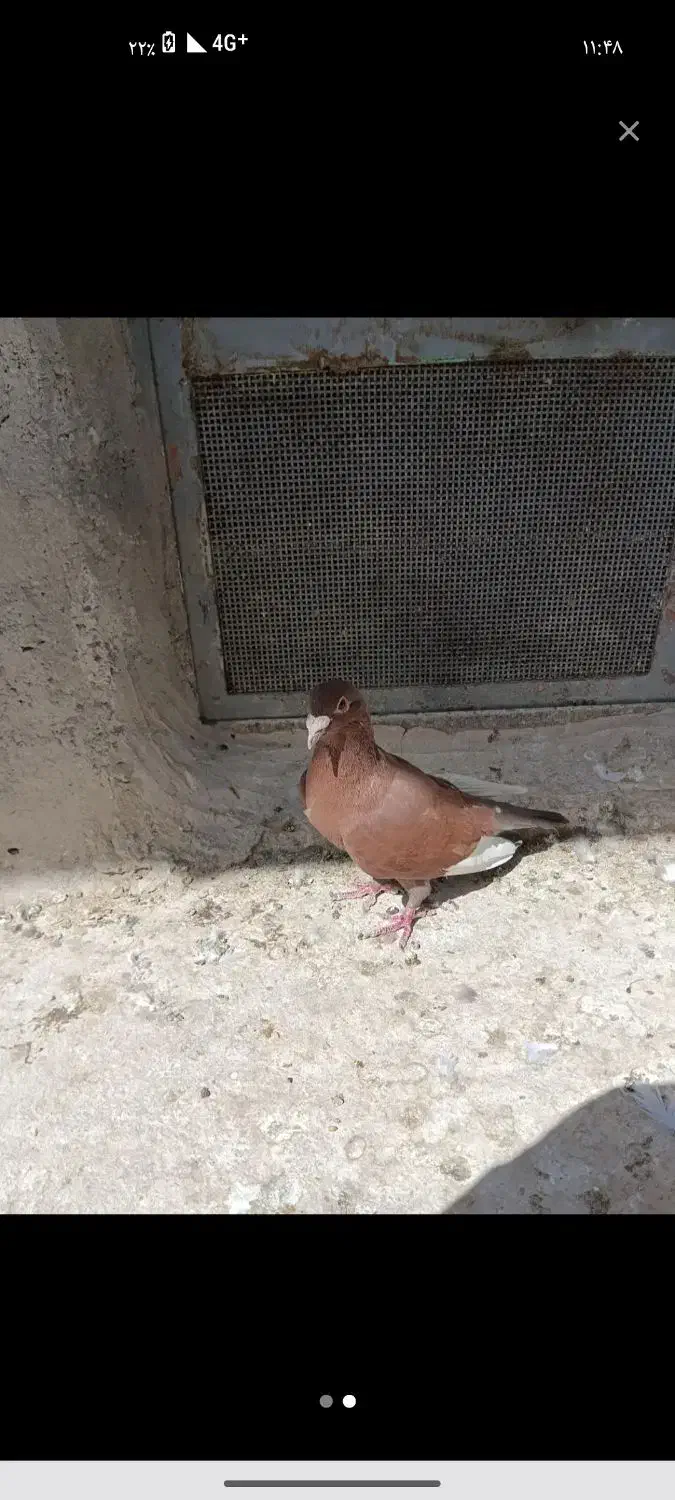 کبوتر مینا سرخ نر|پرنده|زاهدان, |دیوار