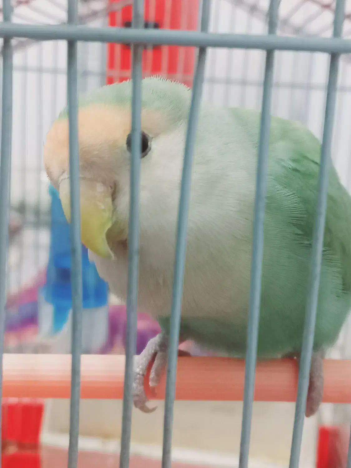 طوطی برزیلی|پرنده|پاکدشت, پاکدشت (مامازند)|دیوار