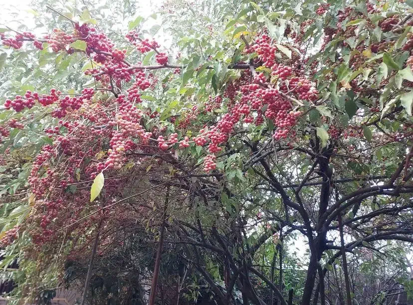 ویلا 100 متر شهری/در شهرک قدس بندرکیاشهر/زیر خاکی|فروش خانه و ویلا|کیاشهر, |دیوار